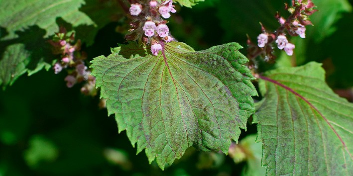 Perilla frutescens planta uso medicinal